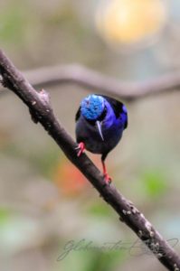 20160416-Costa-Rica-La-Fortuna-247