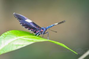 20160416-Costa-Rica-La-Fortuna-81