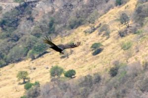 20160420-Costa-Rica-Monteverde-106