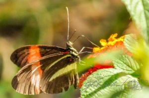 20160420-Costa-Rica-Monteverde-140