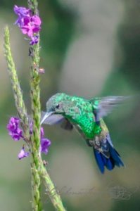 20160420-Costa-Rica-Monteverde-79