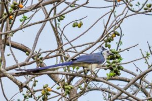 20160504-Nicaragua-Ometepe-51