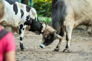 20160504-Nicaragua-Ometepe-55