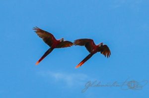 20160519-Costa-Rica-Corcovado-21