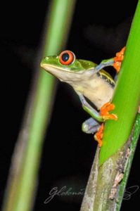 20160524-Costa-Rica-La-Fortuna-25