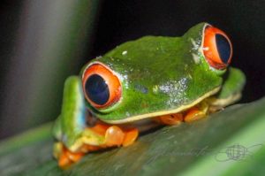 20160524-Costa-Rica-La-Fortuna-31