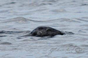 20160615-Kanada-Tadoussac-76