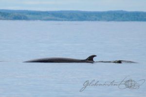 20160615-Kanada-Tadoussac-80