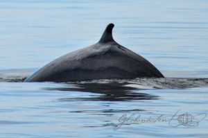 20160615-Kanada-Tadoussac-91