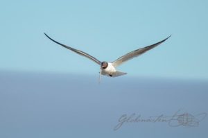 20160705-USA-Massachusetts-Cape-Cod-22