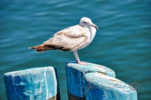 20160706-USA-Massachusetts-Cape-Cod-45