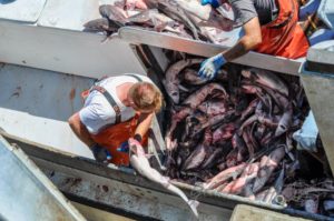 20160706-USA-Massachusetts-Cape-Cod-58