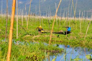 20161119-myanmar-inle-see-202