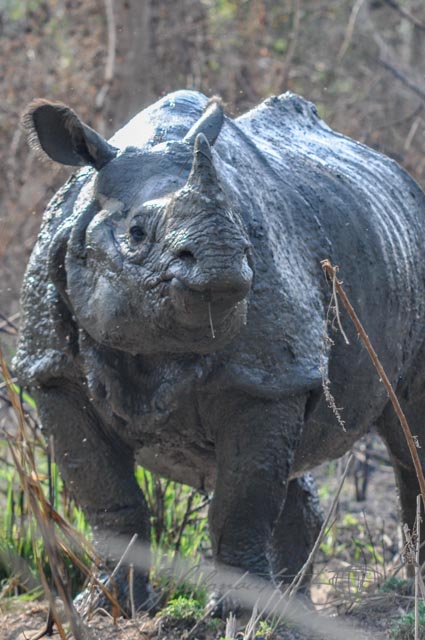 Rhinozeros acht Meter entfernt