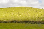 20151221-Otago-Nikon-04.jpg