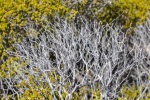 20151231-Kalbarri-Nikon-13.jpg