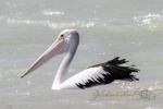 20160103-Shark-Bay-Nikon-35.jpg