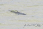 20160103-Shark-Bay-Nikon-72.jpg