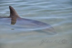 20160113-Monkey_Mia-Nikon-30.jpg