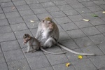20160124-Ubud-Nikon-13.jpg