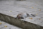 20160124-Ubud-Nikon-15.jpg