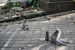 20160124-Ubud-Nikon-18.jpg