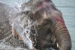 20160306-Nepal-Chitwan-19.jpg