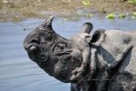 20160307-Nepal-Chitwan-242.jpg