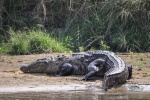 20160307-Nepal-Chitwan-274.jpg