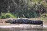 20160307-Nepal-Chitwan-275.jpg