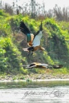 20160307-Nepal-Chitwan-297.jpg