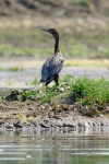 20160307-Nepal-Chitwan-307.jpg