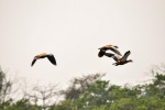 20160307-Nepal-Chitwan-312.jpg