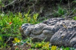 20160307-Nepal-Chitwan-335.jpg
