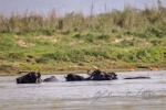 20160307-Nepal-Chitwan-337.jpg