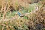 20160307-Nepal-Chitwan-361.jpg