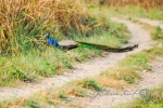 20160307-Nepal-Chitwan-362.jpg