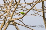 20160306-Nepal-Chitwan-135.jpg