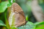20160306-Nepal-Chitwan-139.jpg