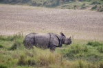 20160306-Nepal-Chitwan-158.jpg