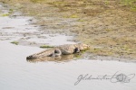 20160306-Nepal-Chitwan-183.jpg