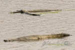 20160306-Nepal-Chitwan-187.jpg