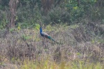 20160306-Nepal-Chitwan-194.jpg