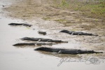 20160306-Nepal-Chitwan-93.jpg