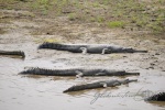 20160306-Nepal-Chitwan-96.jpg
