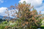20160327-Zypern-Trimiklini-16.jpg