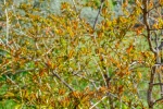 20160327-Zypern-Trimiklini-20.jpg