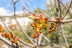20160327-Zypern-Trimiklini-32.jpg
