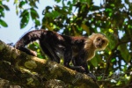 20160412-Costa-Rica-Tortuguero-103.jpg