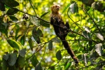 20160412-Costa-Rica-Tortuguero-107.jpg